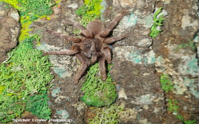 selenocosmia javanensis jawa 7-8 cm